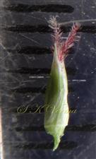  Spikelet 